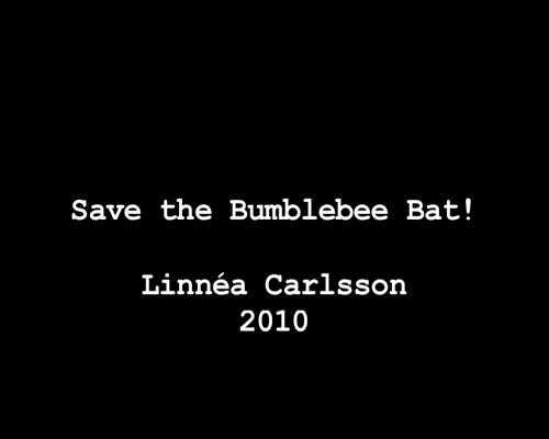 Save the Bumblebee Bat! 2
